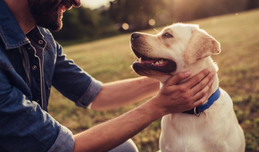 The Ultimate Guide to Understanding the Banjara Hound: A Rare Indian Hunting Breed